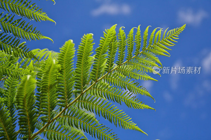 蕨类植物……