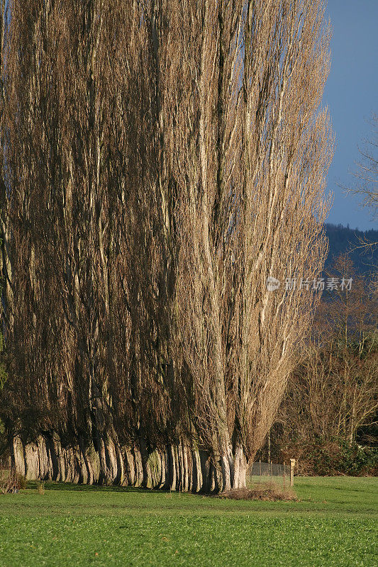 高Lombardi杨树