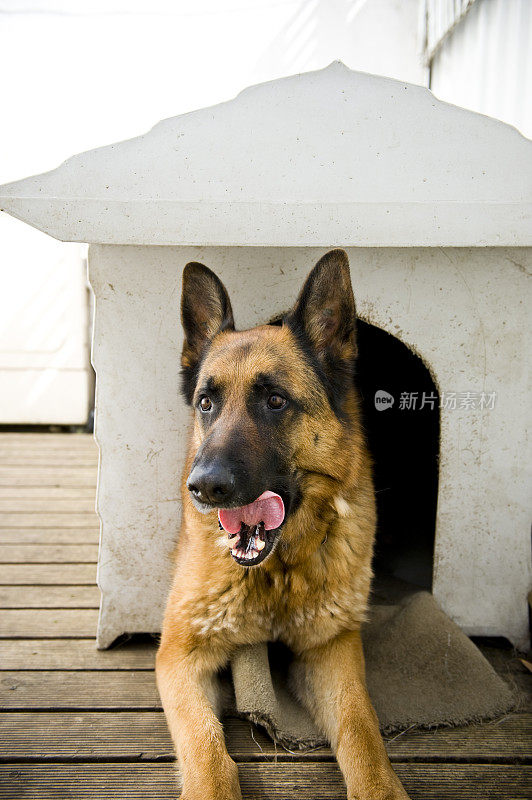 狗舍里面有德国牧羊犬的黑色和棕褐色