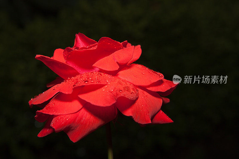 杂交红茶玫瑰雨滴