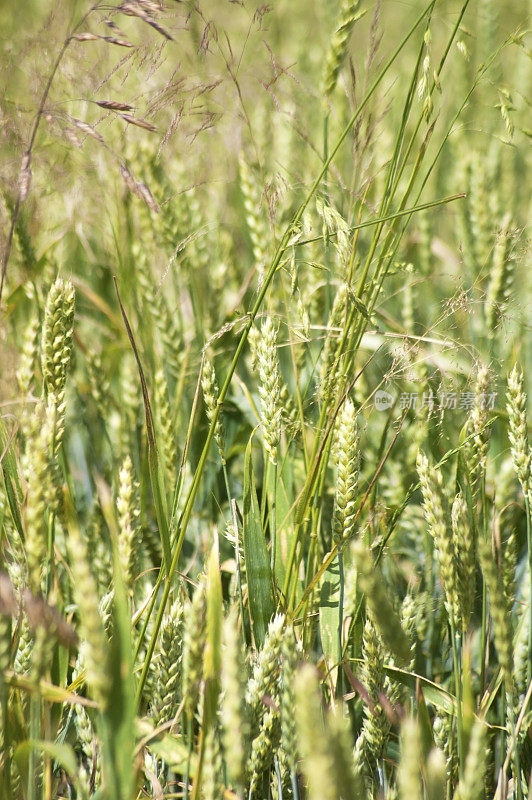 田地里的小麦，特写。