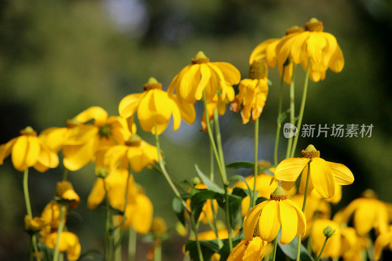 羽状草原松果花上的黄花图片