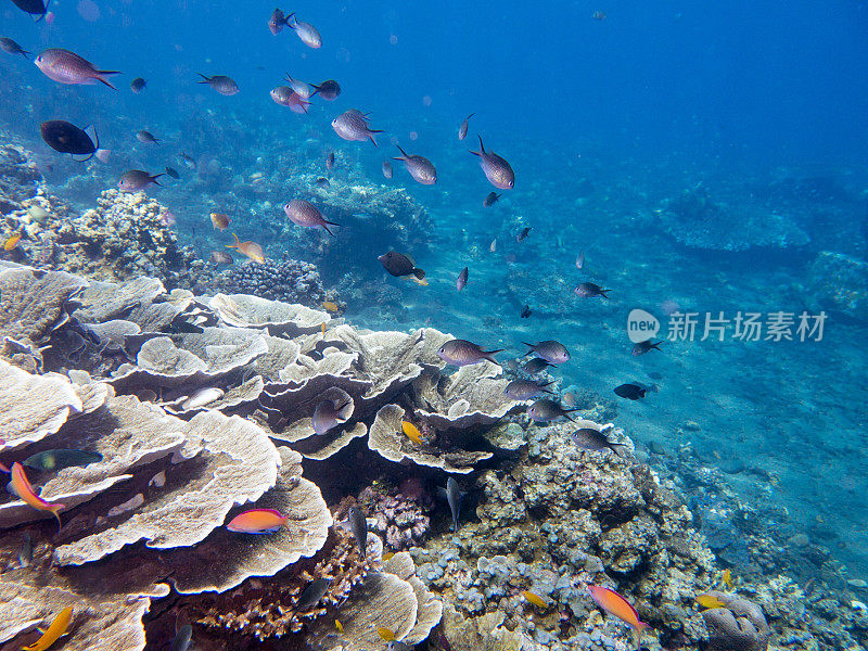 迷宫珊瑚(蒙提波拉)礁，安达曼海，甲米，泰国。