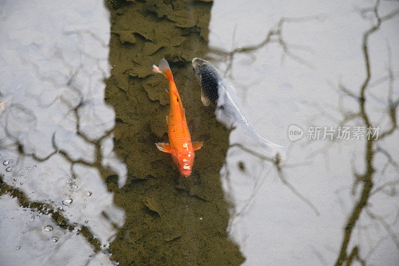 水上花园的腼腆