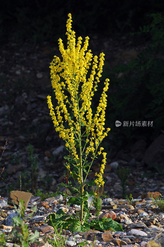 白色的毛蕊花属