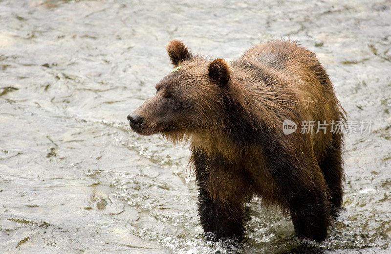 在河里潜行的灰熊