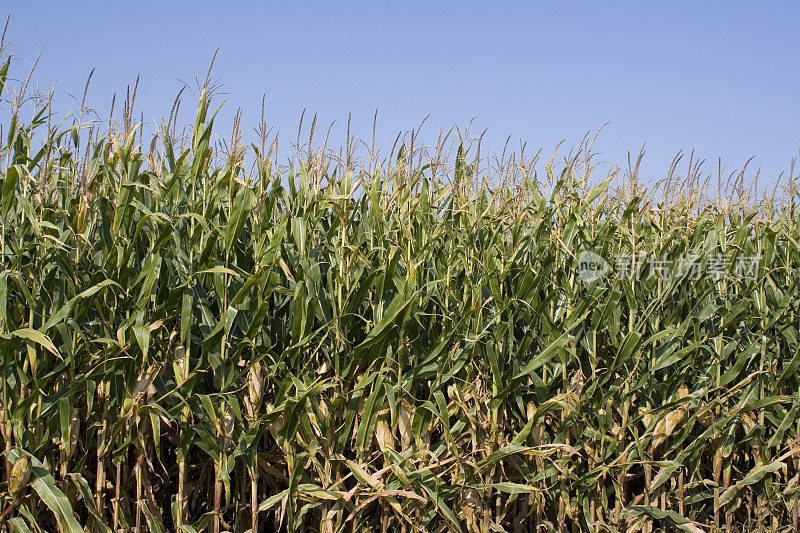 爱荷华州拥挤的玉米地