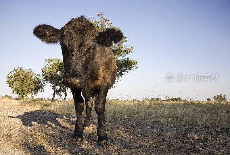 中国的牛