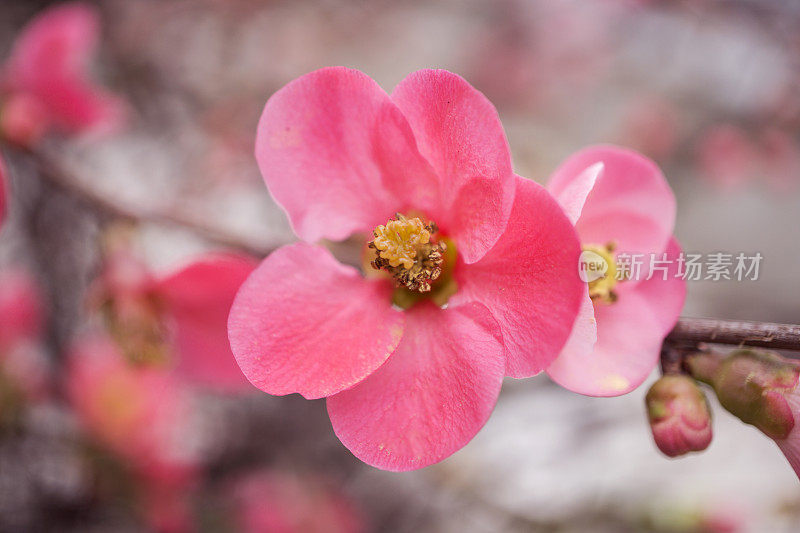 春天的花朵