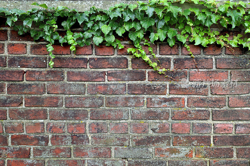 老砖墙和常春藤。
