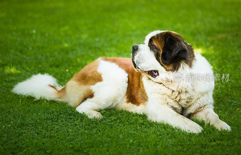 圣伯纳德犬