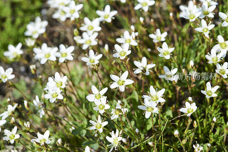 Thyme-leaved蚤缀