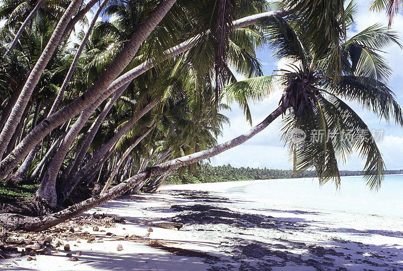 白色沙滩、椰子树、内陆环礁、泻湖、马绍尔群岛