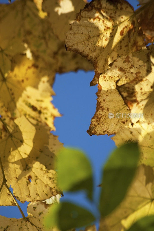 秋天的落叶