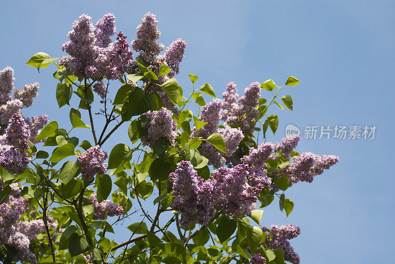 春天，丁香盛开，天空湛蓝