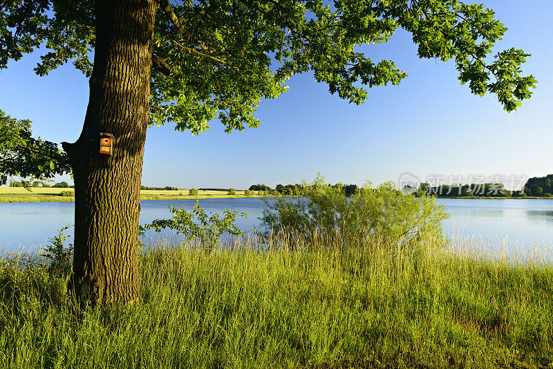 蓝天下，静湖旁的橡树，夏日美景