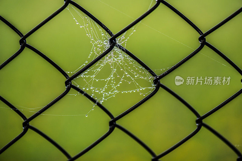 蜘蛛网上有露珠