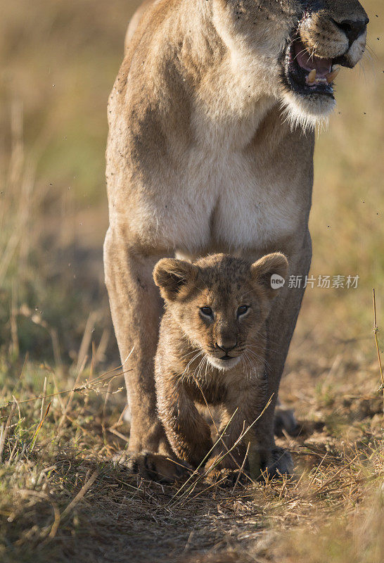 肯尼亚马赛马拉，母狮幼崽