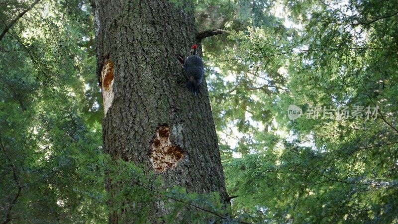 啄木鸟树伤害