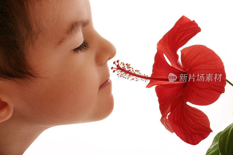 男孩在闻一朵红色的花