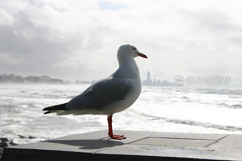 海鸥俯瞰着汹涌的大海和遥远的城市