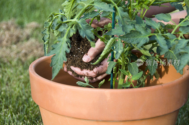 种植盆栽番茄