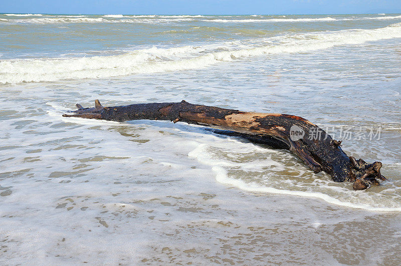 搁浅的树干在海滩上冲浪