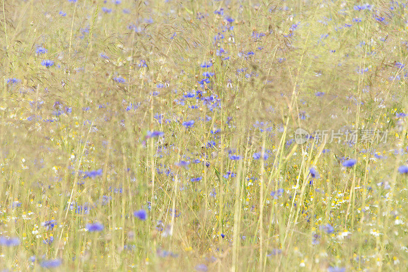 脆弱的蓝色玉米花和草