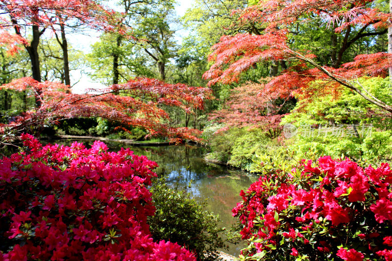 日本枫树(掌叶槭)，杜鹃花(杜鹃花)和锦鲤池