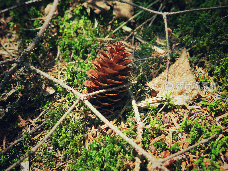 松果，细枝，苔藓，森林地面，枯叶