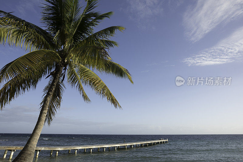 海滩上的棕榈树，尤拉，洪都拉斯2015年