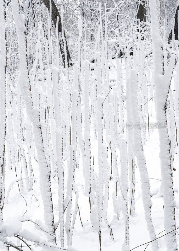 冬天的森林里下雪了