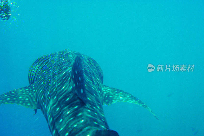 近水面鲸鲨