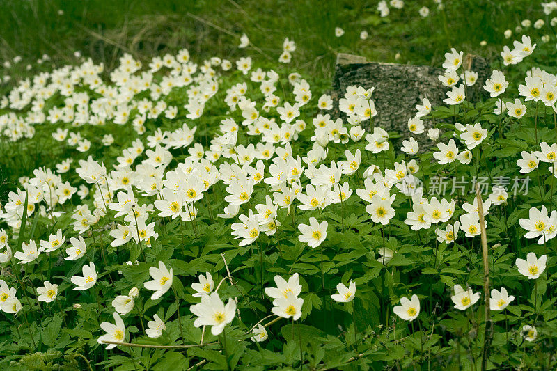 山坡上有许多风花