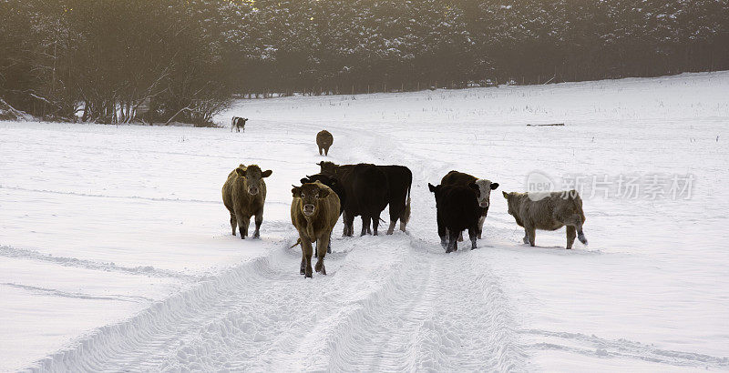 冬天的牛