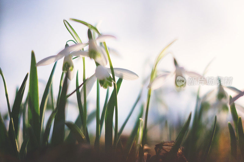 雪花莲(雪花)