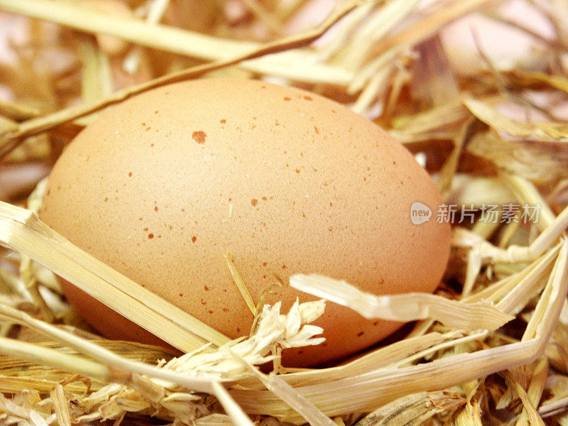 稻草上的棕色鸡蛋