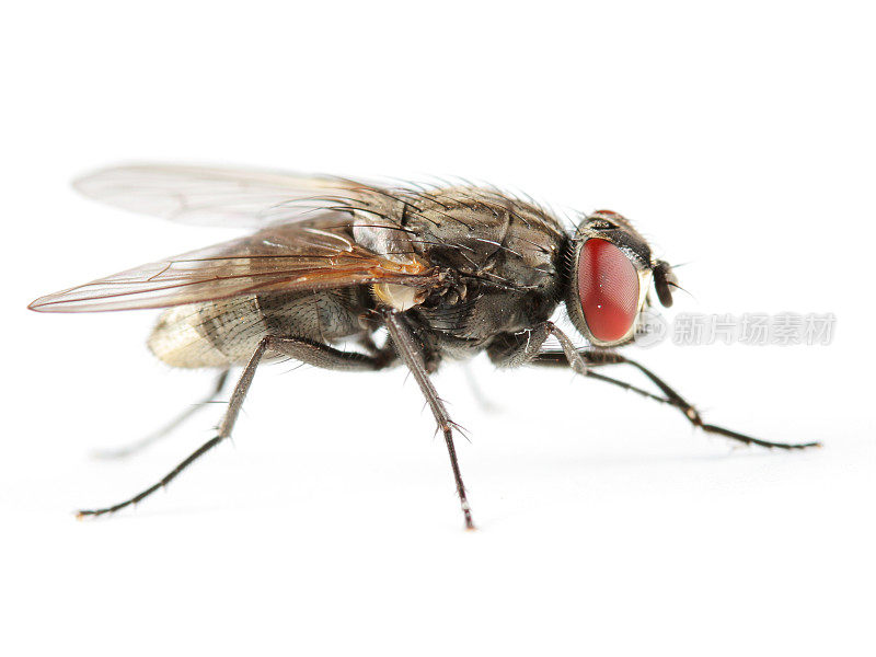 一张普通家蝇的特写照片
