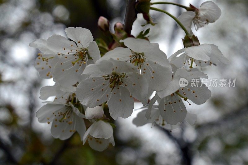 山楂花