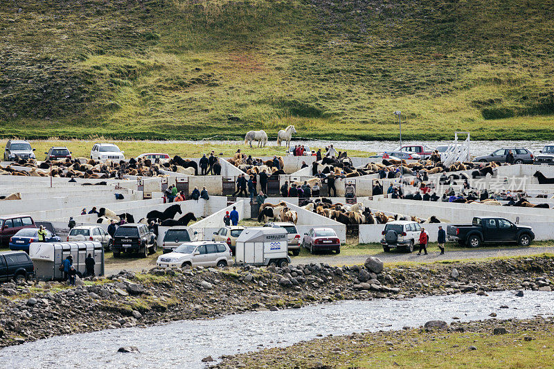 冰岛小马市场