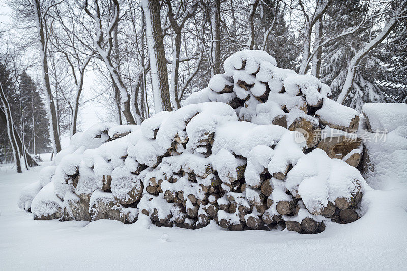 树林里被雪覆盖的柴火