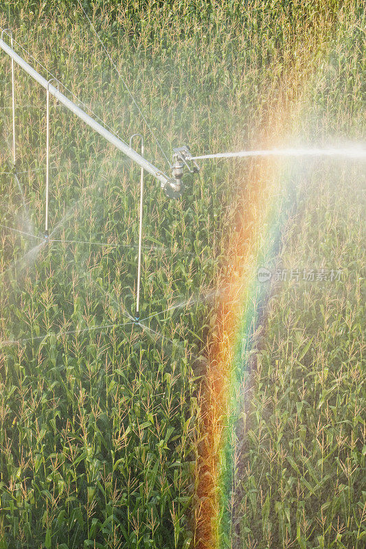 喷灌旋转洒水器，用彩虹浇灌玉米田