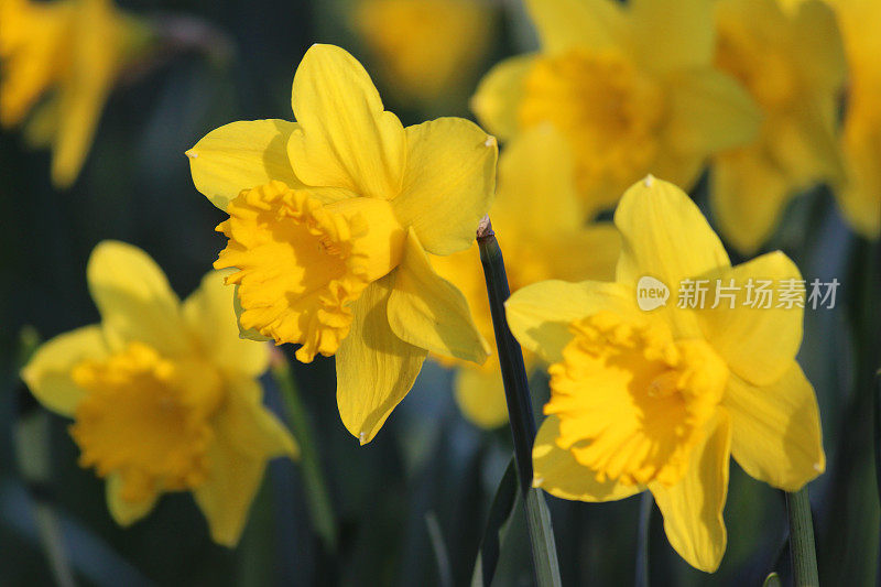 春季花园中大量的黄色水仙花的图像