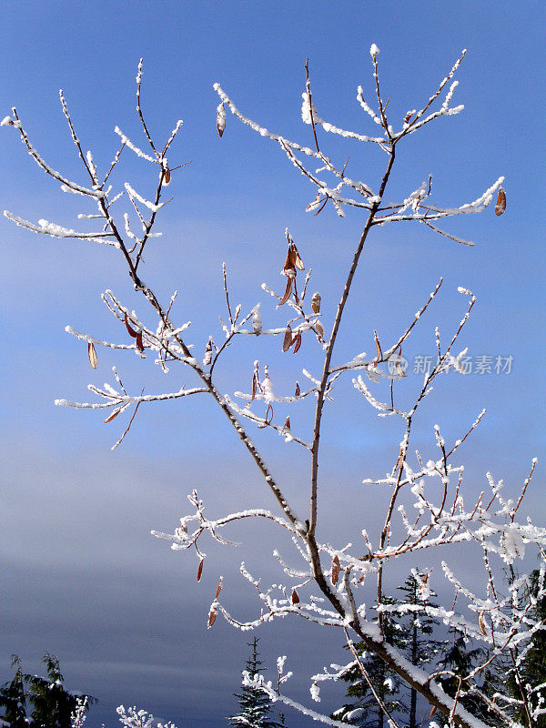 雪景:结霜的灌木