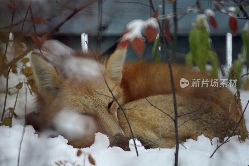 在某人的院子里酣睡的红狐狸