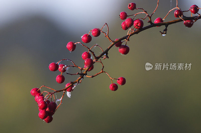 晨曦中，露水浸透了山楂浆果