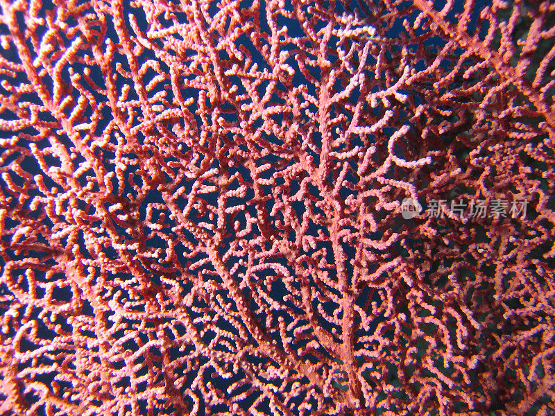 扇形珊瑚纹理(粉红色)