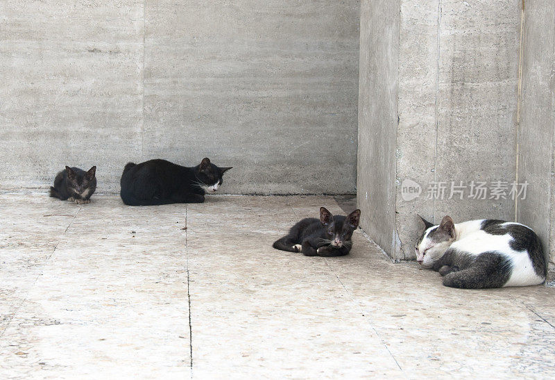 泰国曼谷四只流浪猫(两只小猫)正在睡觉