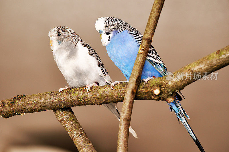 两个budgies