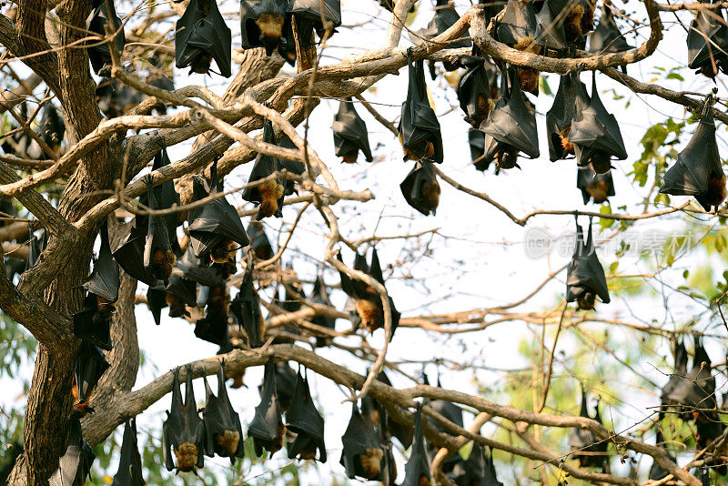 树上成群的飞狐或大蝙蝠